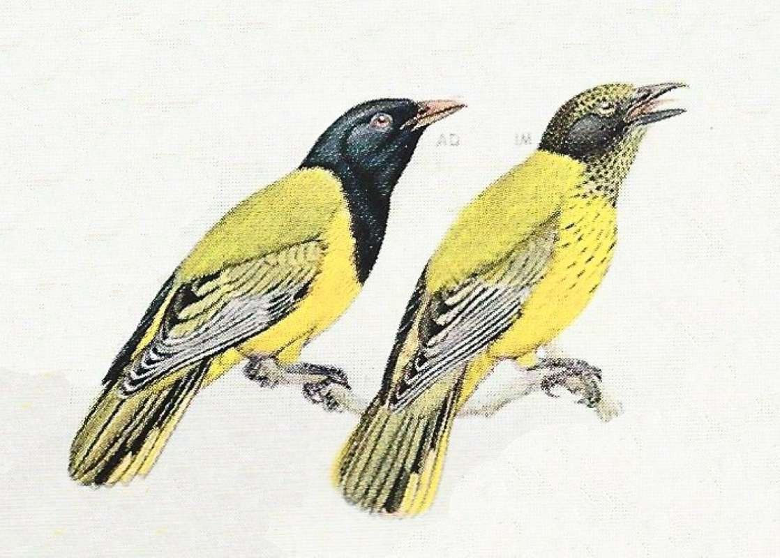 Adult Above, Young Below<br>(Origin of the Specimen: Color Painting)