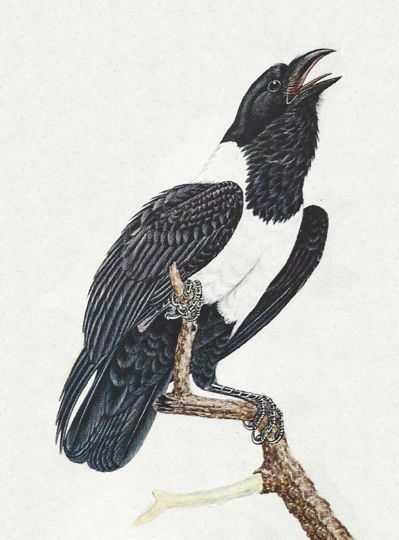 Note White Upper Breast<br>(Origin of the Specimen: Color Painting)