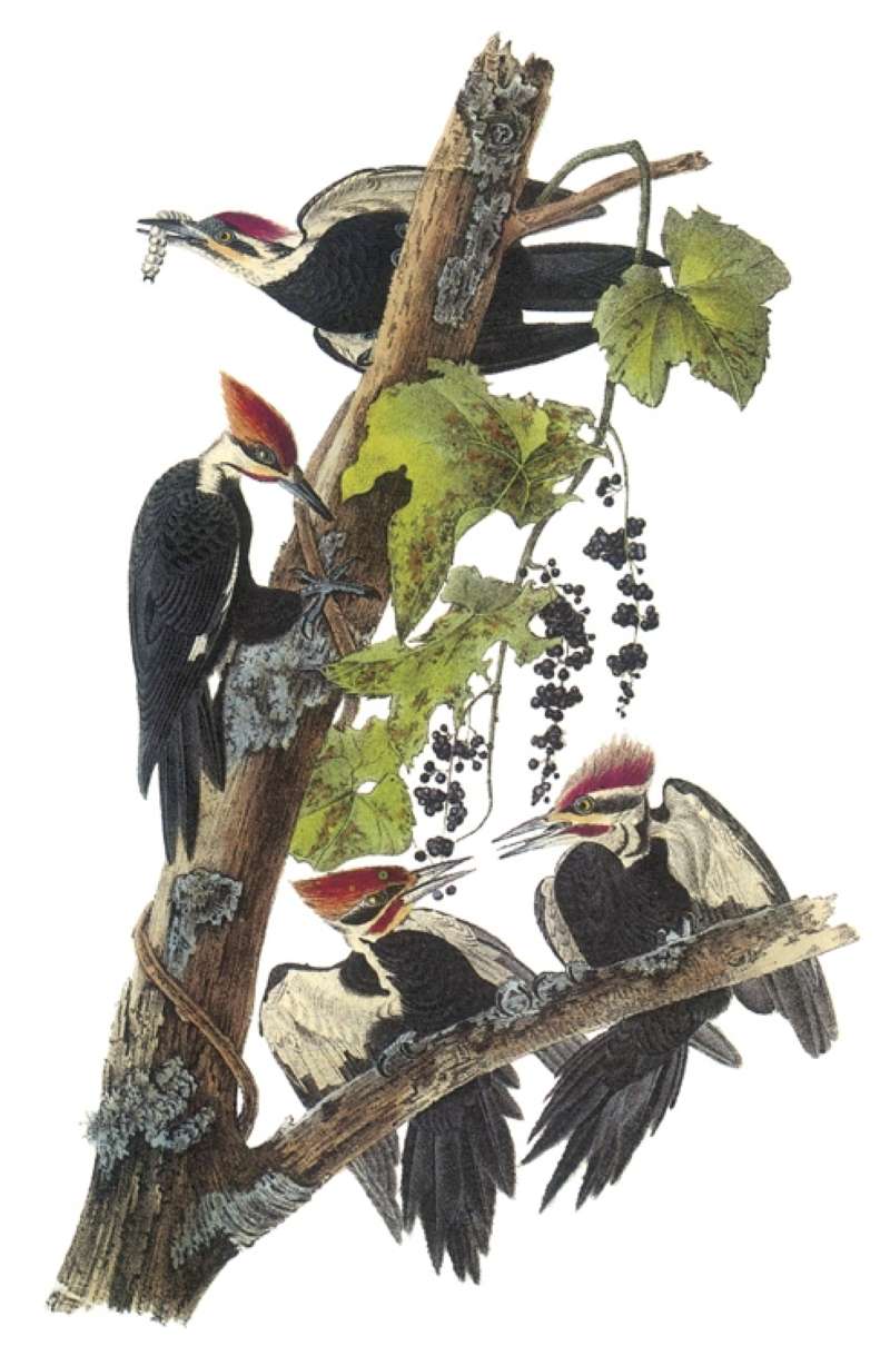 Female Above, Male in Middle, Two Young Below<br>(Origin of the Specimen: Audubon Painting)