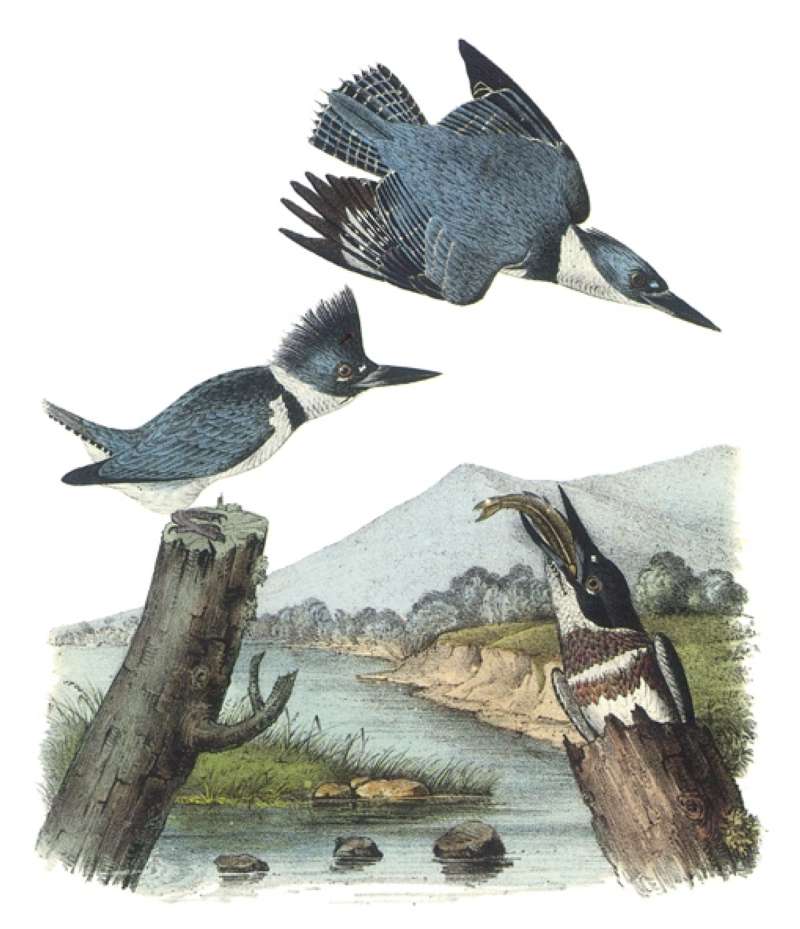 Three Examples, Twp Males Above, Female Below<br>(Origin of the Specimen: Painting - Audubon)