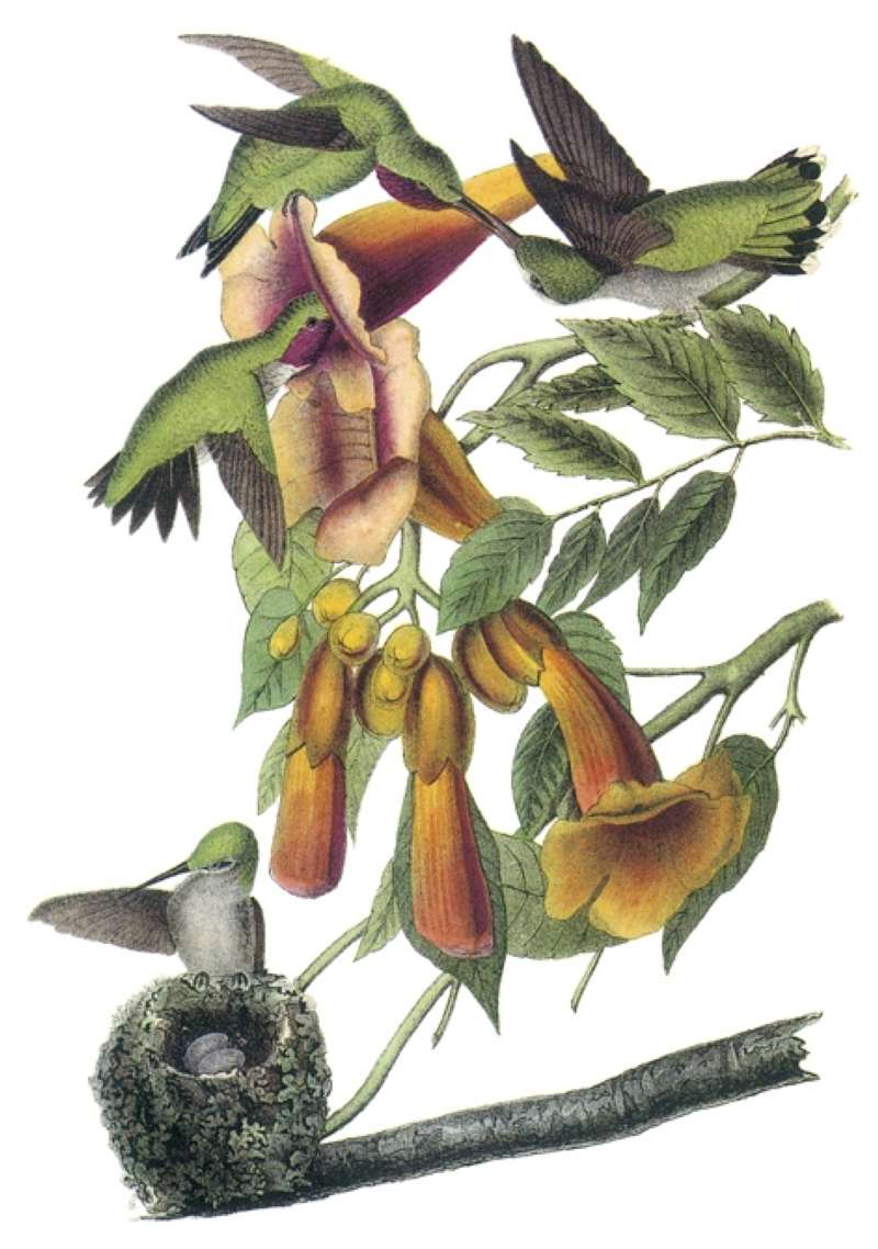 Two Males Top Left,  Female Top Right, Young Low<br>(Origin of the Specimen: Audubon Painting)