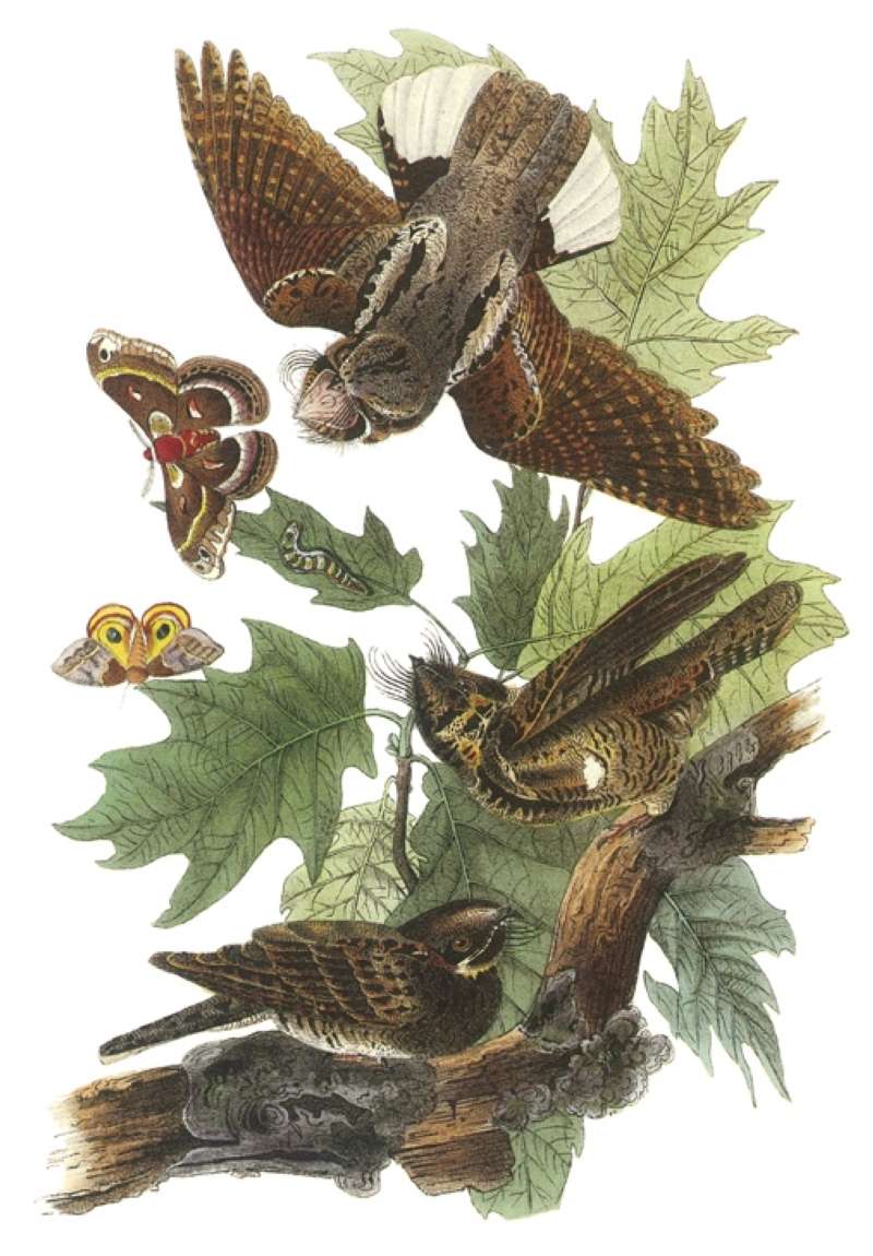 Chasing H cecropia and Automeris io<br>(Origin of the Specimen: Painting - Audubon)
