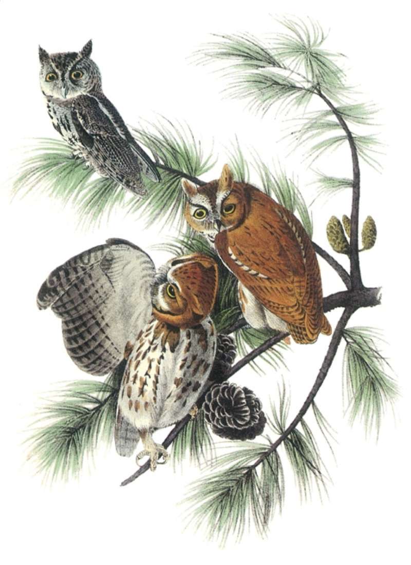 Three Examples<br>(Origin of the Specimen: Audubon Painting)