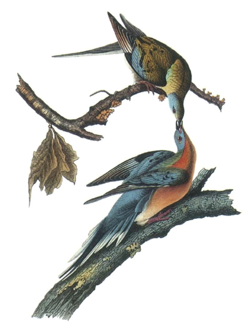 First Artist, Female Above, Male Below<br>(Origin of the Specimen: Painting - Audubon)