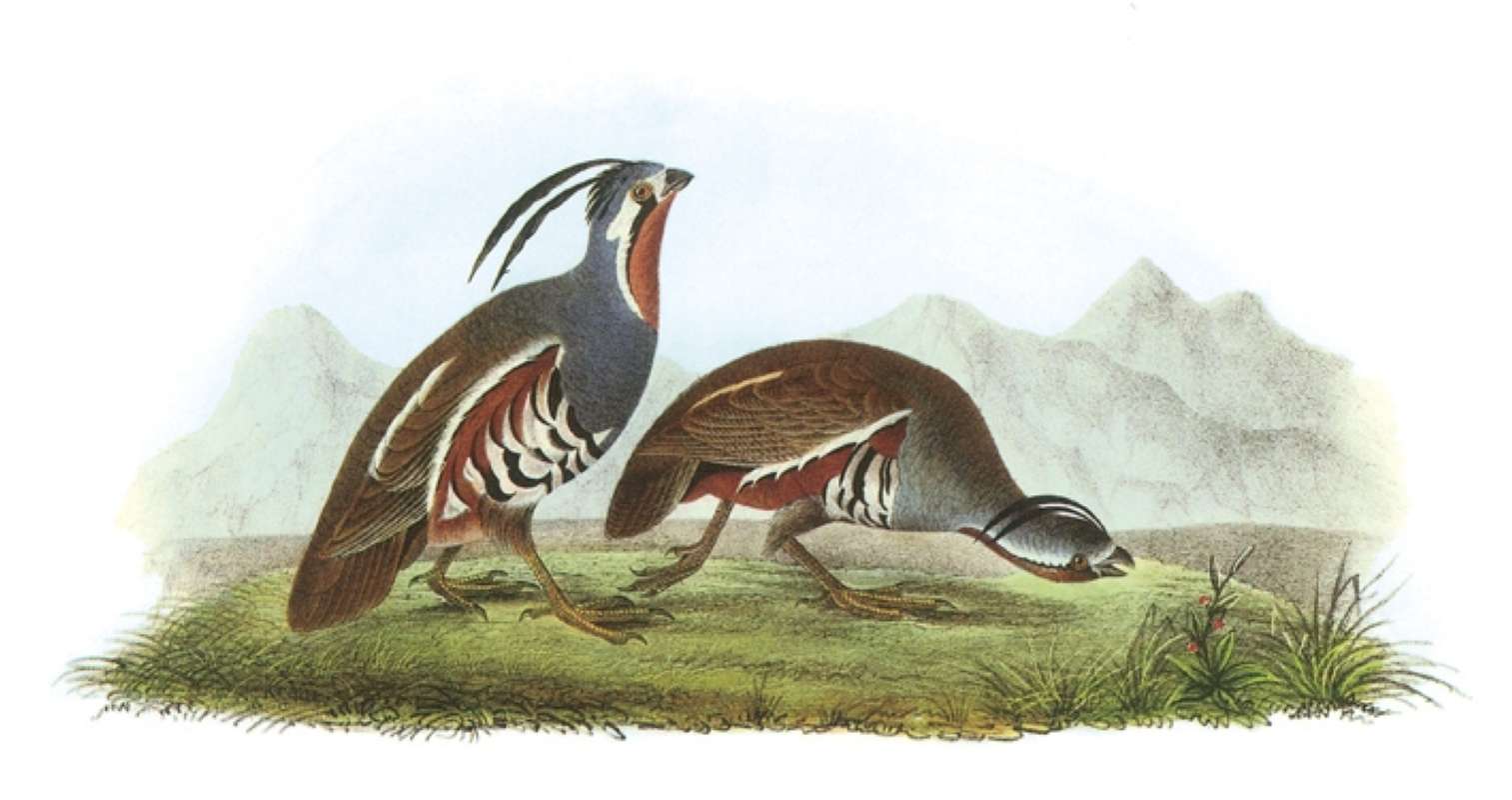 Male on Left<br>(Origin of the Specimen: Painting - Audubon)