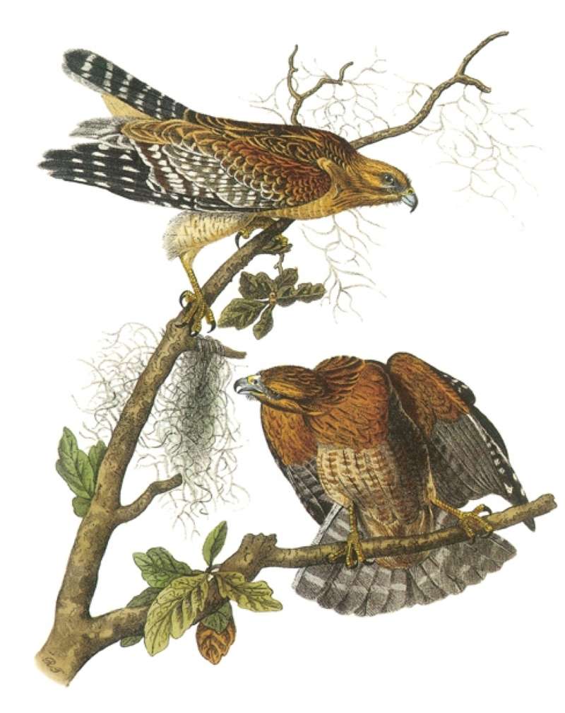 Two Perched<br>(Origin of the Specimen: Painting - Audubon)