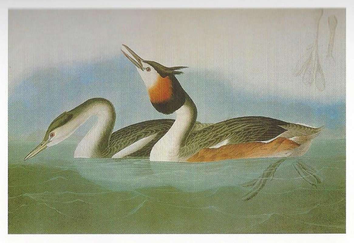 Pair, Male on Right<br>(Origin of the Specimen: Audubon Painting)