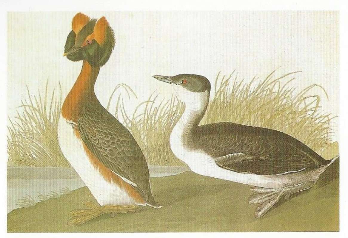 Male on Left, Female on Right<br>(Origin of the Specimen: Audubon Painting)