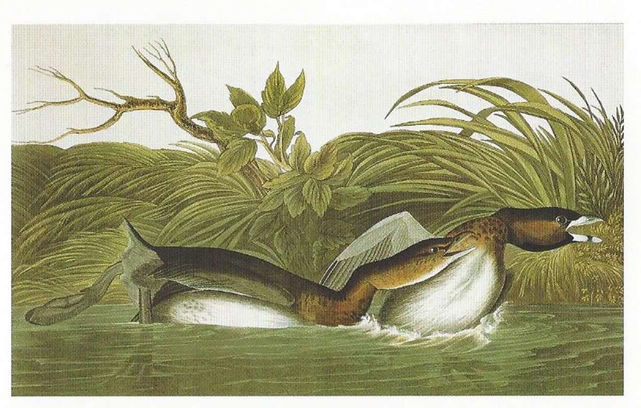Two Examples on Water<br>(Origin of the Specimen: Audubon Painting)