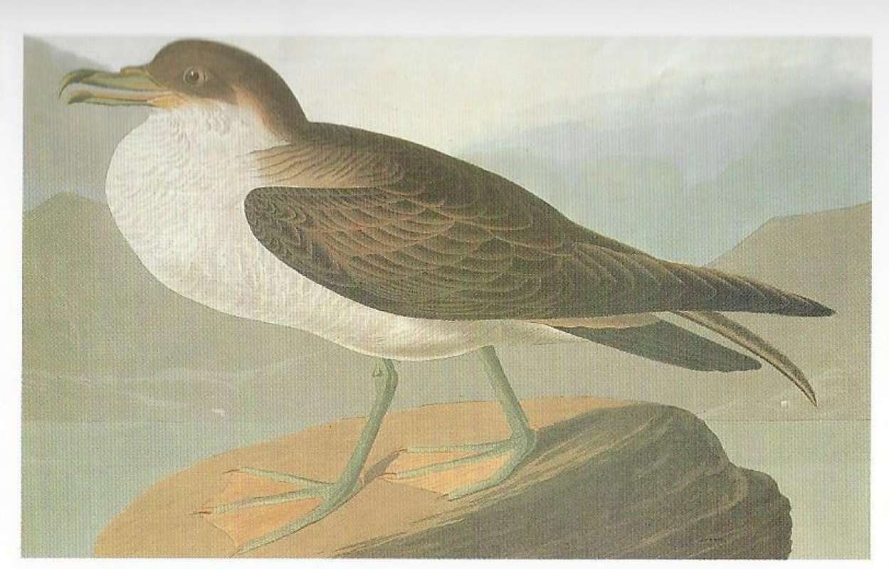 Standing on Rock<br>(Origin of the Specimen: Audubon Painting)