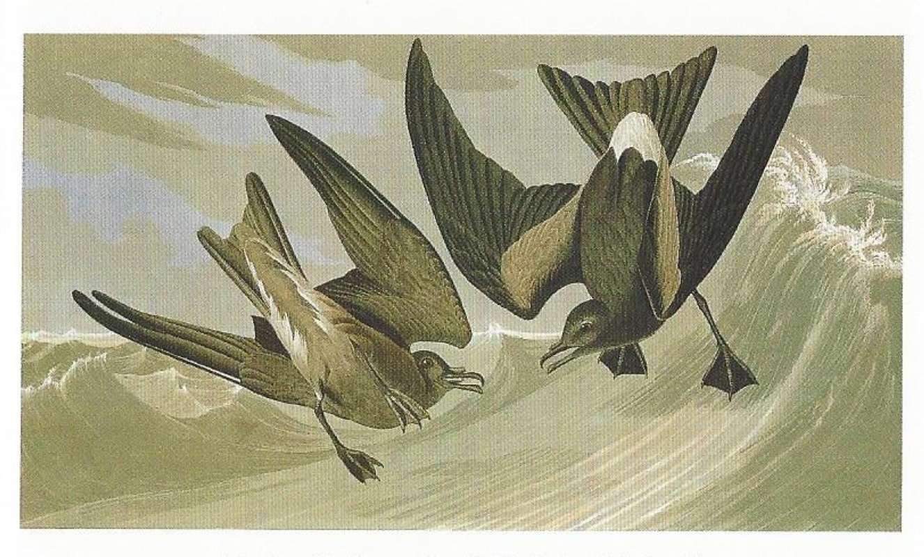 Two in Flight<br>(Origin of the Specimen: Painting by Audubon)