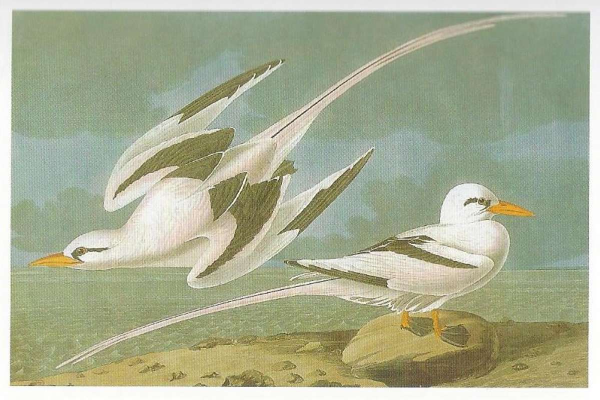 In Flight and Standing<br>(Origin of the Specimen: Audubon Painting - Alternate Colori)
