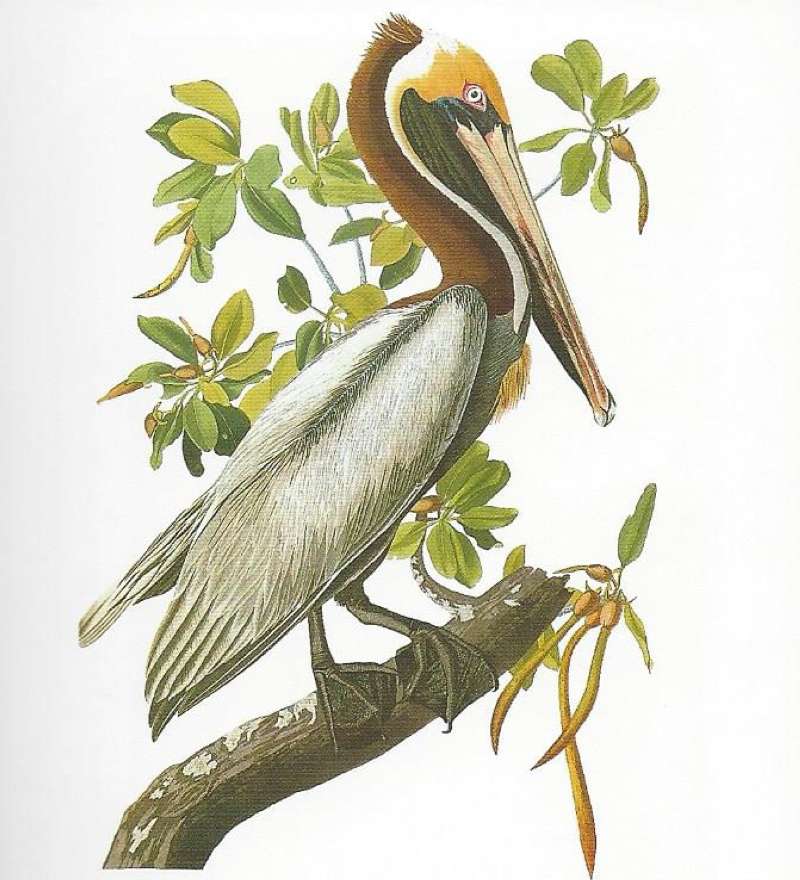 Standing on Branch - Alternate Coloring<br>(Origin of the Specimen: Audubon Painting)