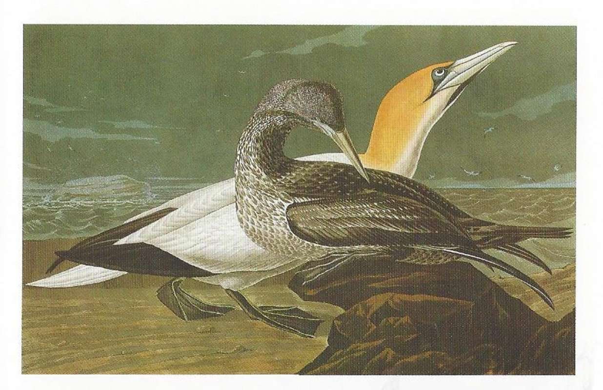 Pair - Male in Rear<br>(Origin of the Specimen: Painitng by Audubon)