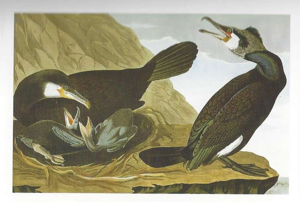 Pair with Young<br>(Origin of the Specimen: Painting by Audubon)