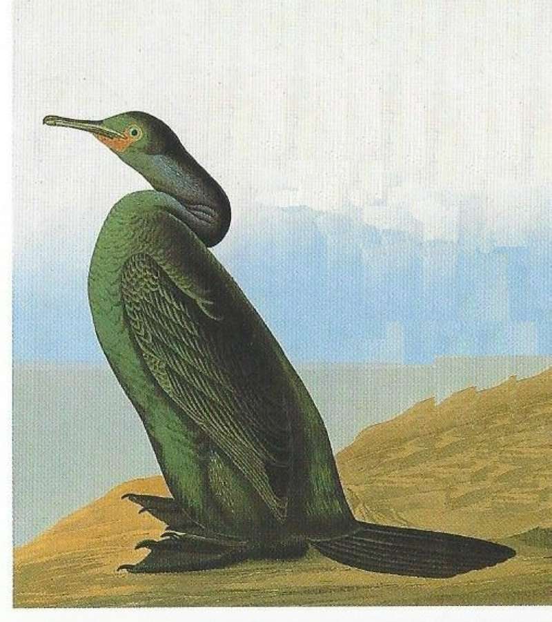 Painting<br>(Origin of the Specimen: Painting  Audubon - Alternate Color)