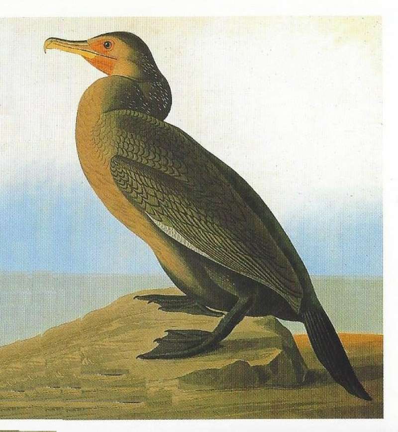 Standing on Rock<br>(Origin of the Specimen: Audubon Painting - Alternate Color)