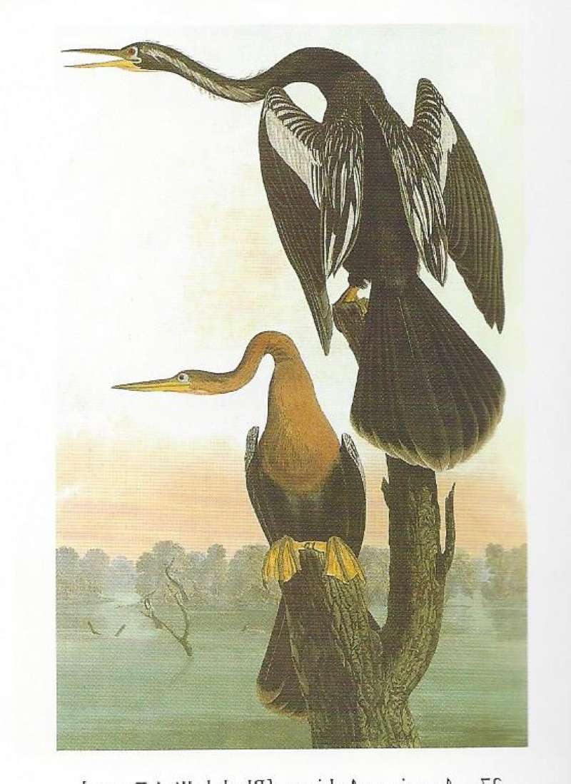 Two Examples<br>(Origin of the Specimen: Audubon - Alternate Coloring)