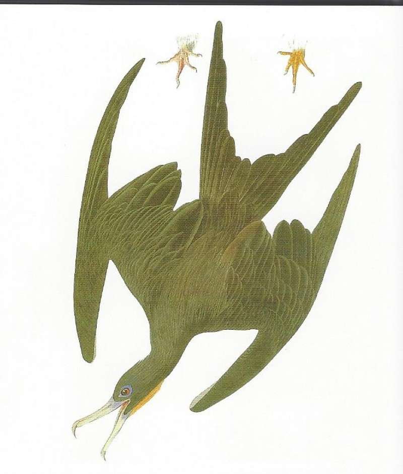 In Flight - Diving<br>(Origin of the Specimen: Audobon Painting)
