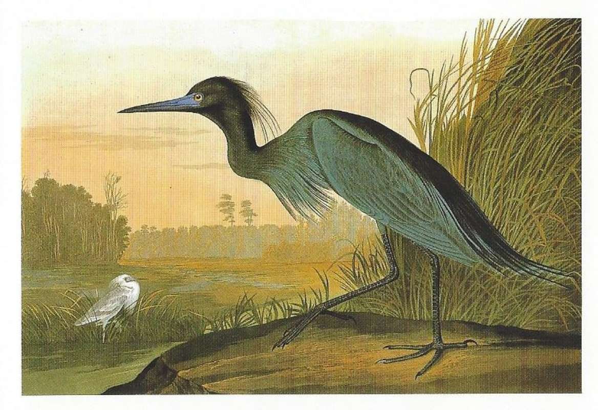 Standing on One Leg<br>(Origin of the Specimen: Painting by Audubon)