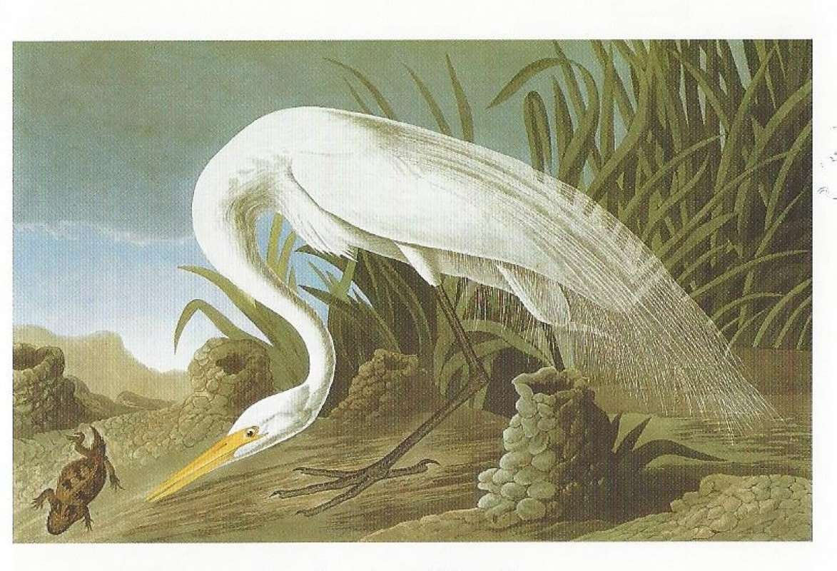 Studying Potential Prey<br>(Origin of the Specimen: Painting by Audubon)