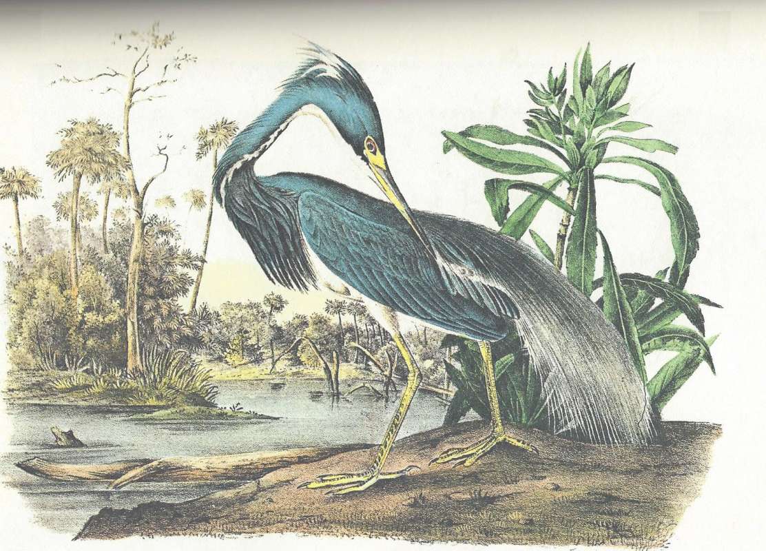 Standing on Shore<br>(Origin of the Specimen: Audubon Painting)
