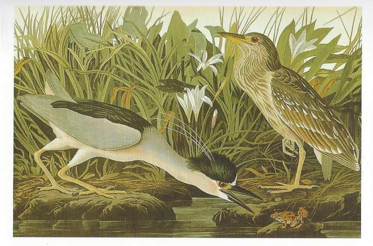 Two on Ground<br>(Origin of the Specimen: Audubon Painting)