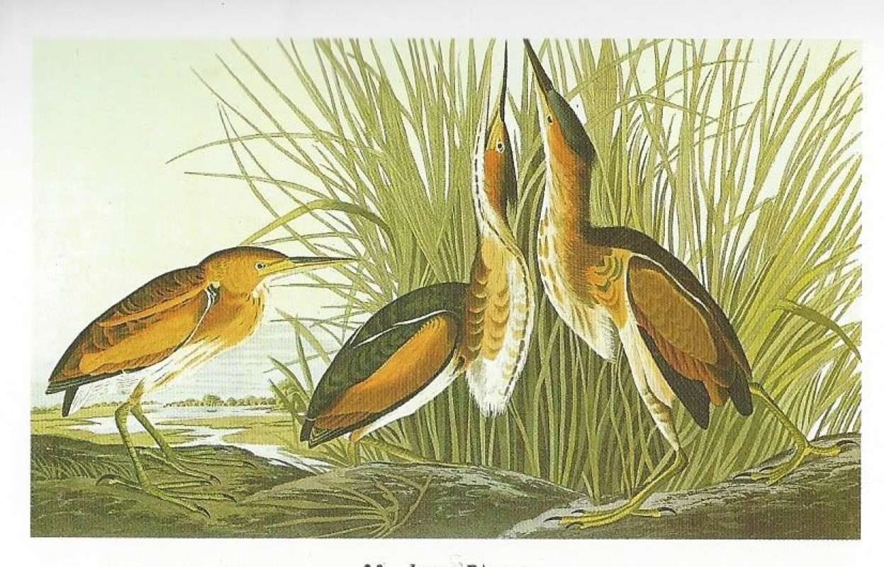 Three near Sedges - Alternate Coloring<br>(Origin of the Specimen: Painting by Audubon)