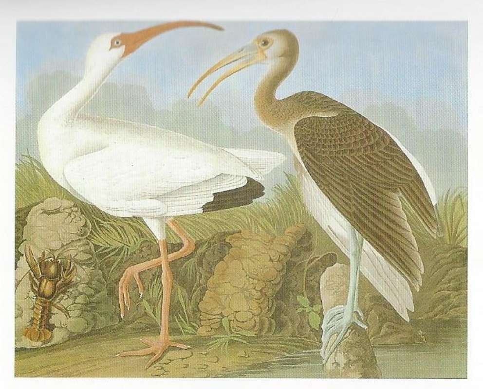 Two Examples - Male on Left, Young in First Autumn<br>(Origin of the Specimen: Painting by Audubon)