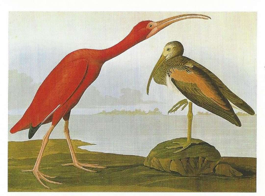 Two Examples<br>(Origin of the Specimen: Painting by Audubon)