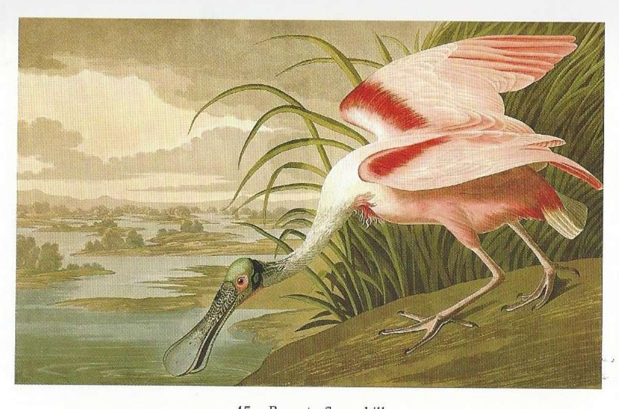 Different Reproduction<br>(Origin of the Specimen: Painting - Audubon)