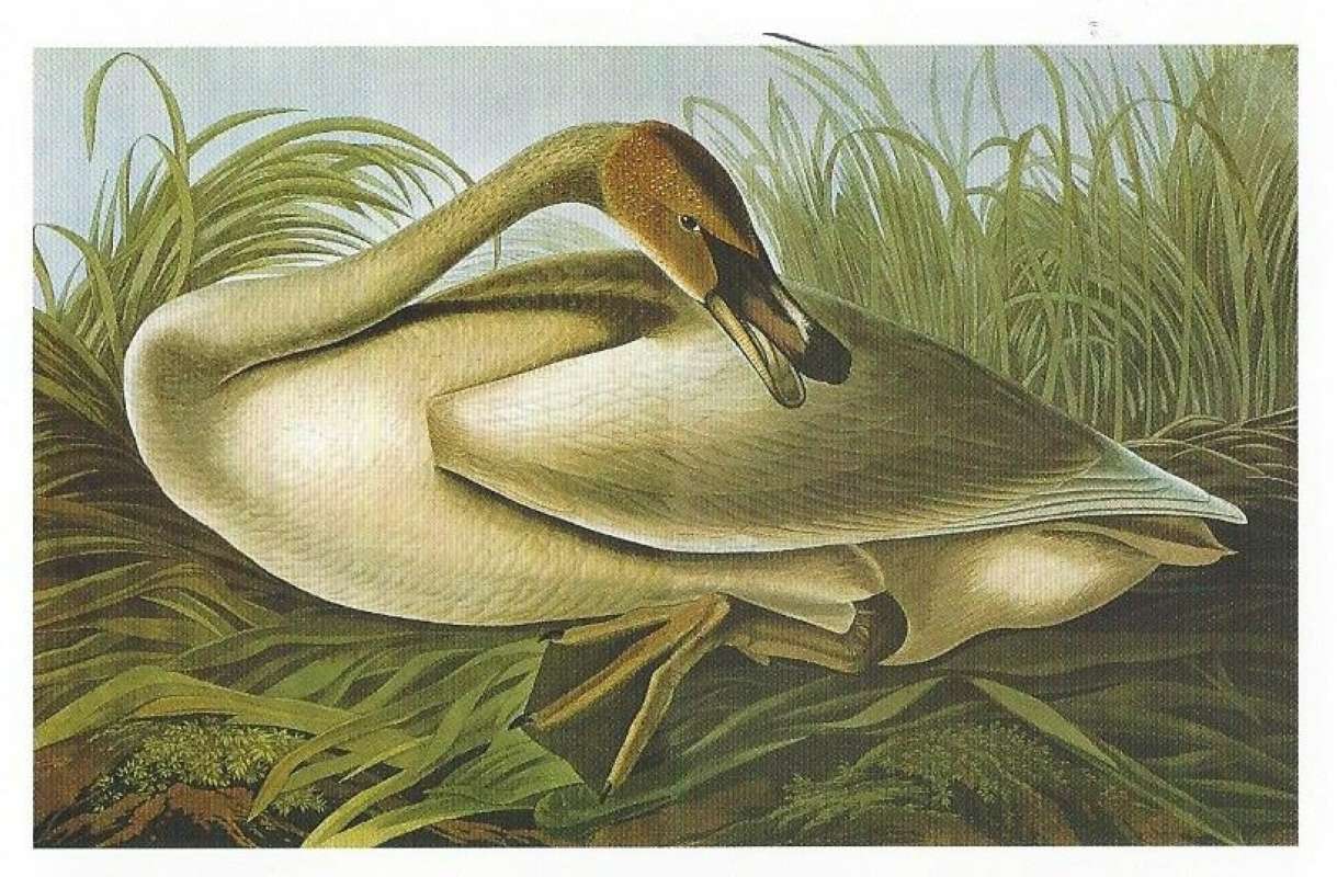 Cleaning<br>(Origin of the Specimen: Audubon Painting)
