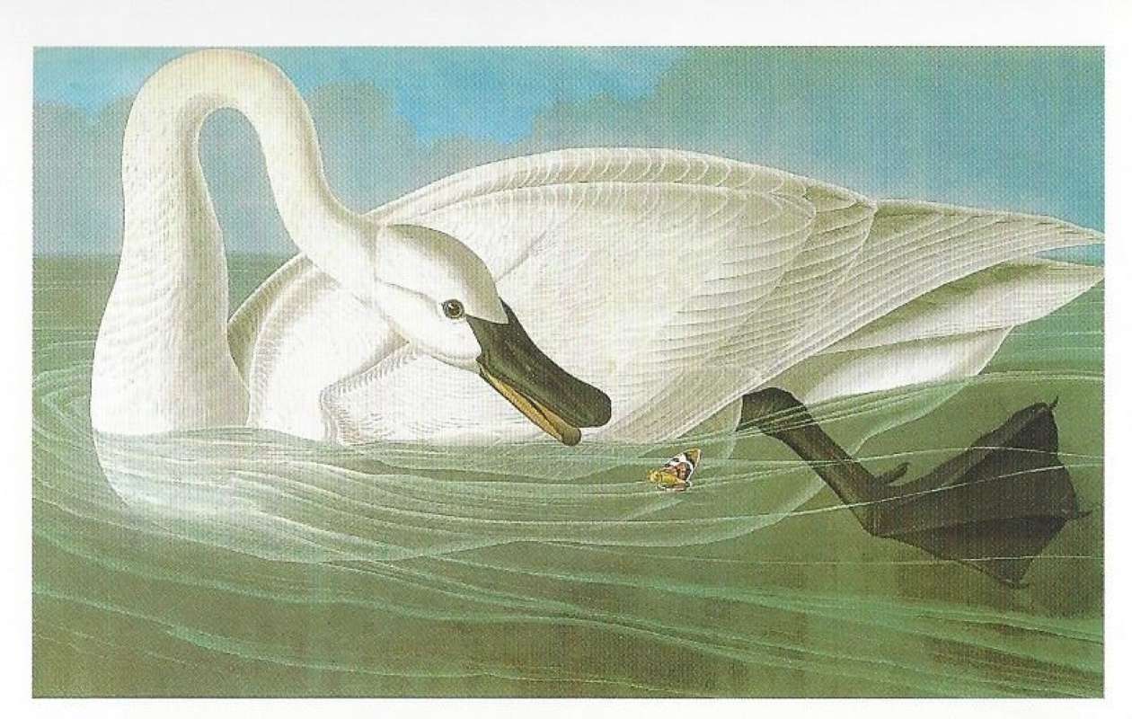 Swimming<br>(Origin of the Specimen: Painting - Audubon)