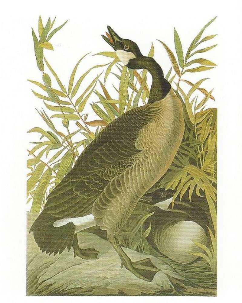 Sinle Example<br>(Origin of the Specimen: Audubon Painting)