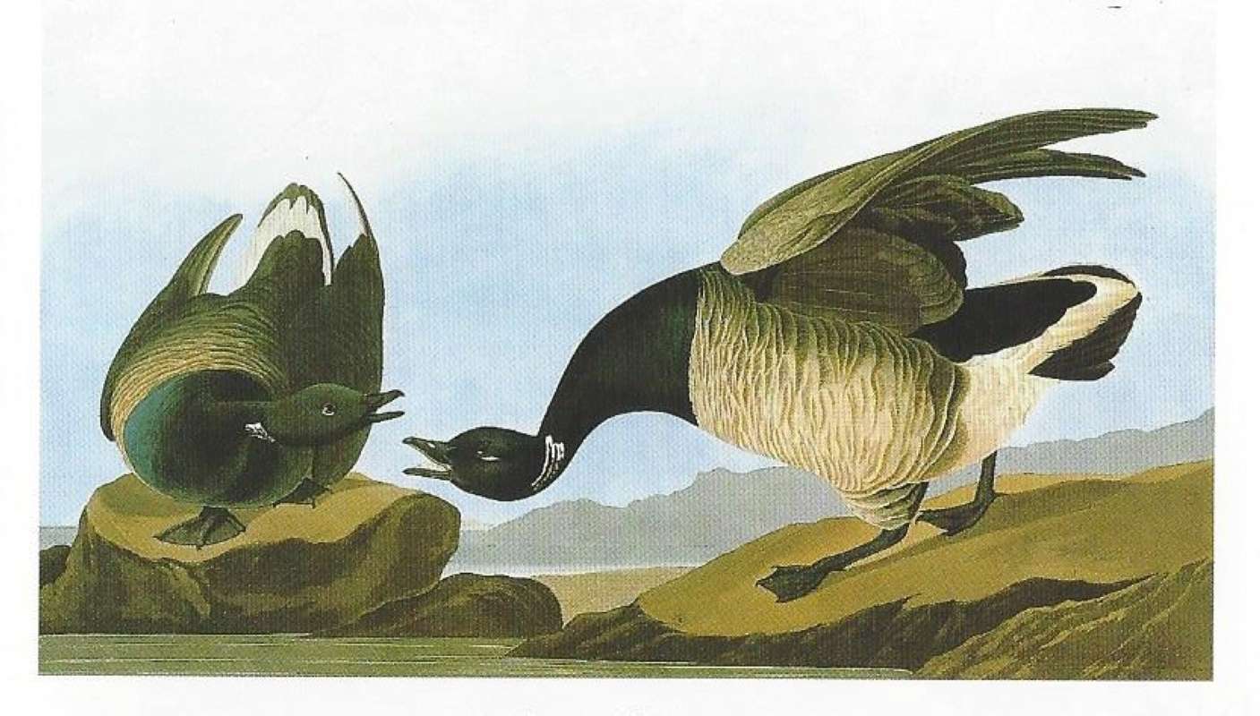 Two Examples on Ground - Alternate Coloring<br>(Origin of the Specimen: Painting by Audubon)