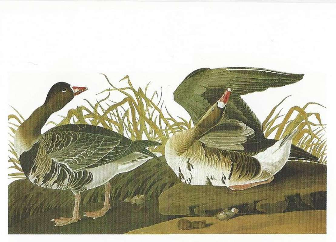 Two Adults - Alternate Coloring<br>(Origin of the Specimen: Painting by Audubon)