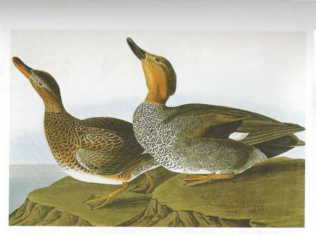 Pair<br>(Origin of the Specimen: Painting by Audubon)