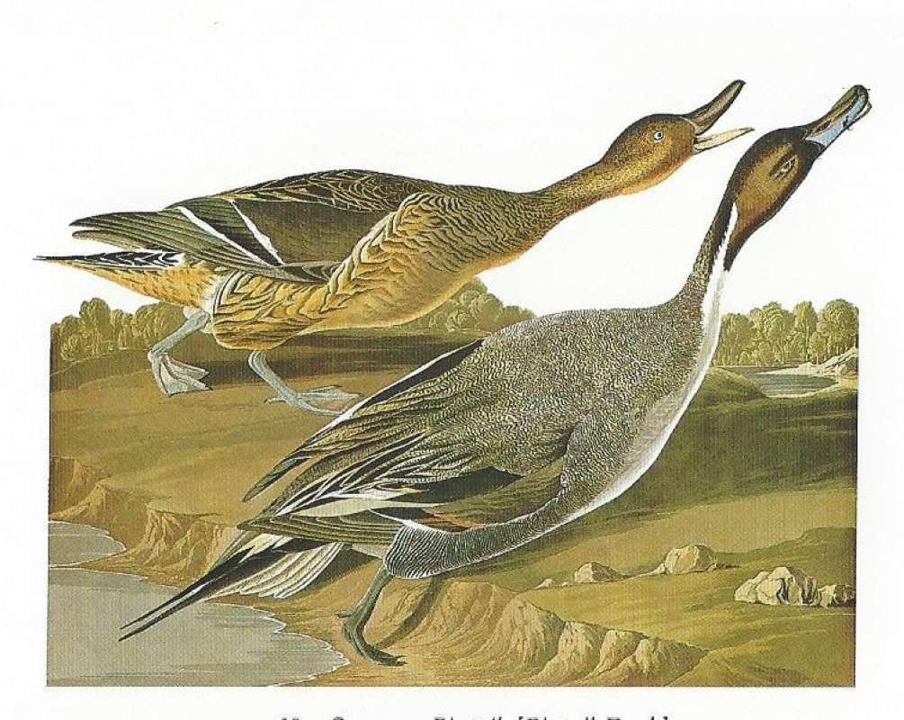 Two on Land - Alternate Coloring<br>(Origin of the Specimen: Painitng by Audubon)