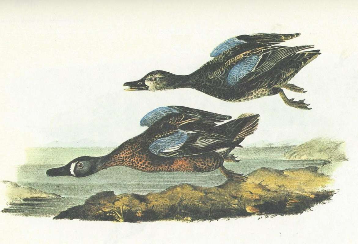 Pair in Flight<br>(Origin of the Specimen: Audubon Painting)