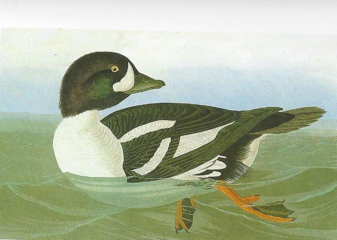 Single on Water<br>(Origin of the Specimen: Painting by Audubon)