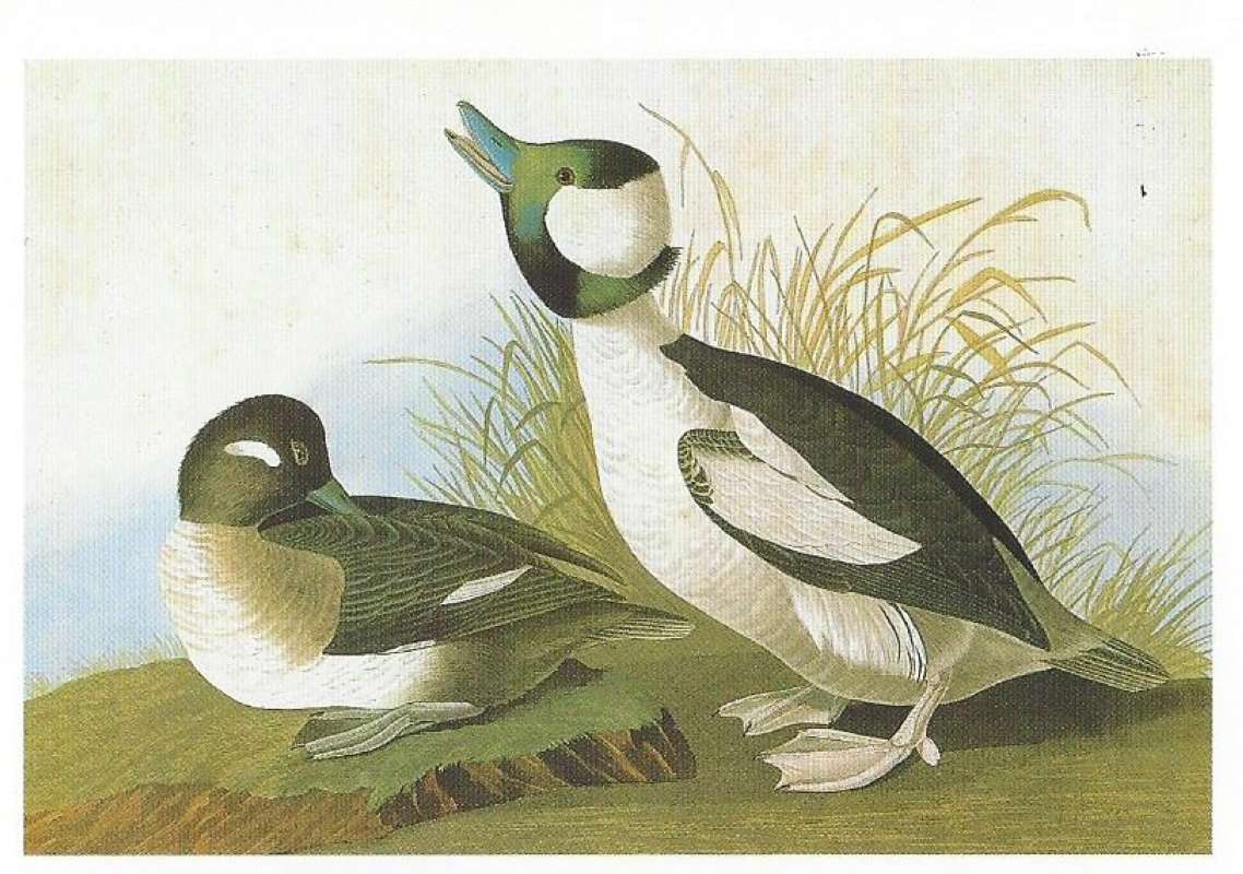 Pair on Ground<br>(Origin of the Specimen: Painting by Audubob)
