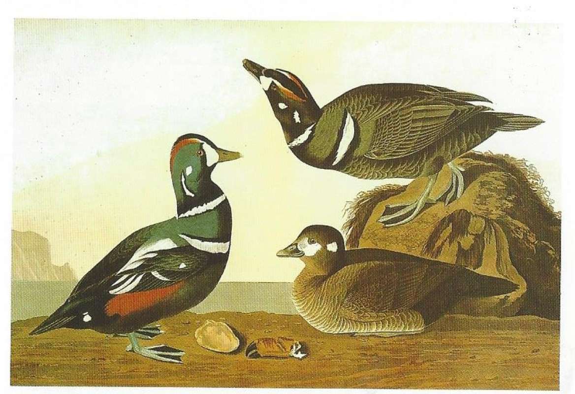Three Examples<br>(Origin of the Specimen: Painitng by Audubon)