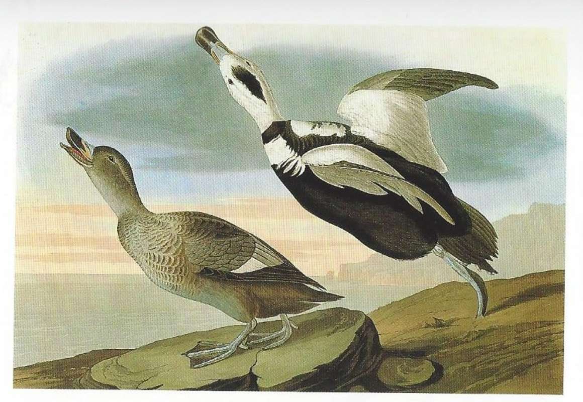 One in Flight,m Female on Ground<br>(Origin of the Specimen: Painting - Audubon)
