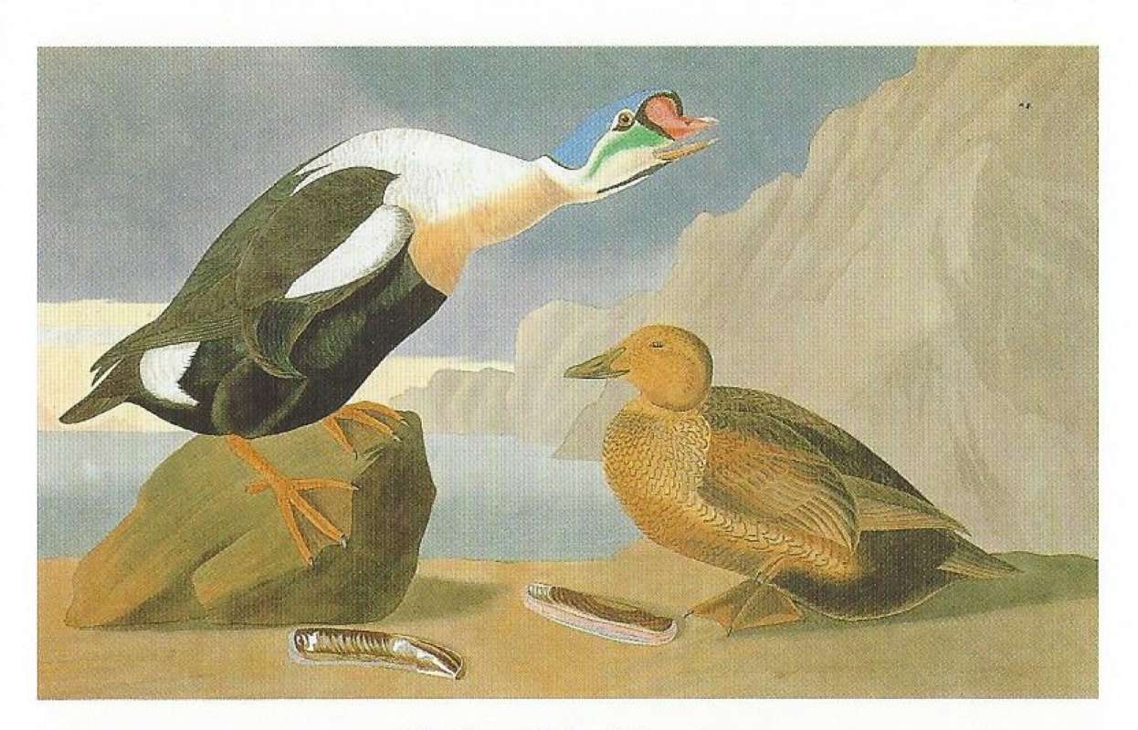 Pair, Male on Left<br>(Origin of the Specimen: Painting by Audubon)