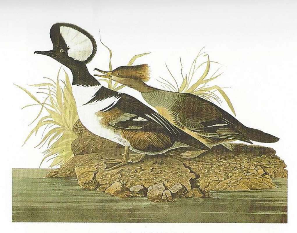 Two on Shore<br>(Origin of the Specimen: Painitng by Audubon)