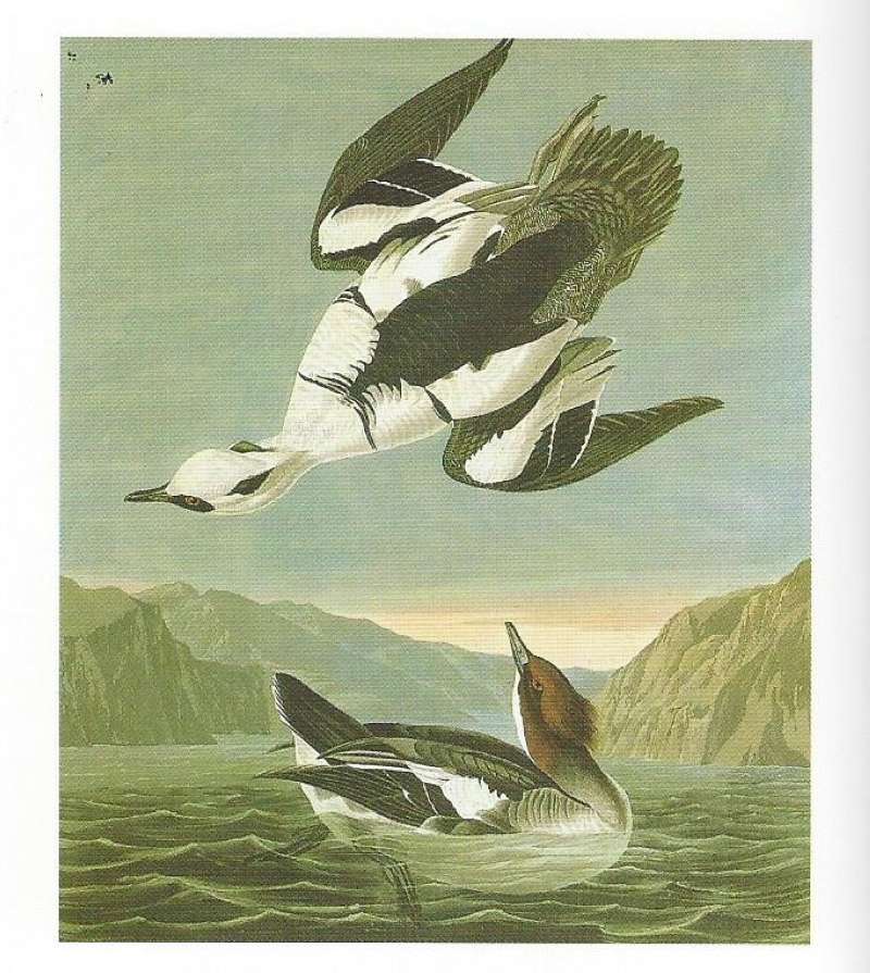 Pair<br>(Origin of the Specimen: Painting by Audubon)