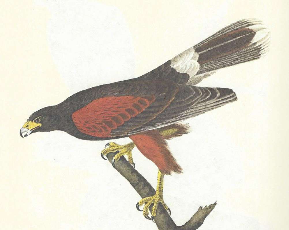 Single - Closer View<br>(Origin of the Specimen: Audubon Painting)