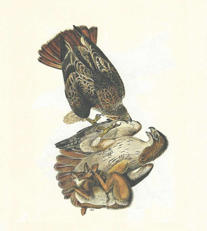 Two Hawks with Rabbit<br>(Origin of the Specimen: Audubon Painting)