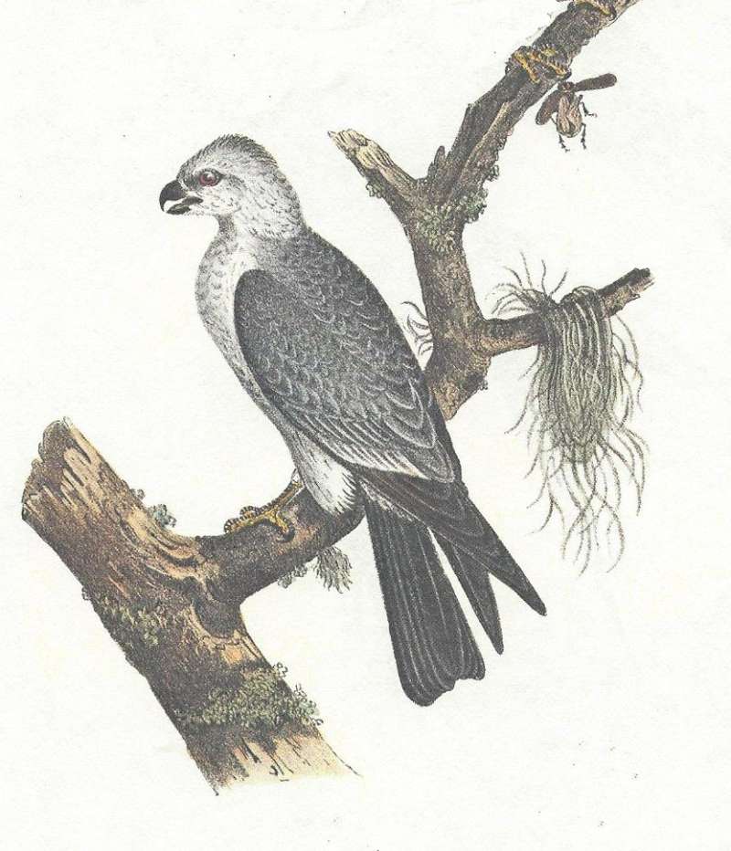 Side View Clsoe - Perched<br>(Origin of the Specimen: Audobon Painting)