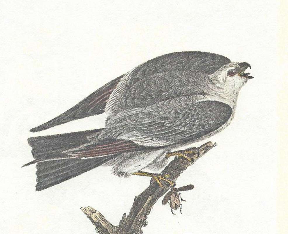 Perched - Showing Wings<br>(Origin of the Specimen: Audobon Painting)